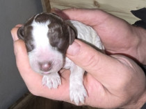 Lagotto Romagnolo