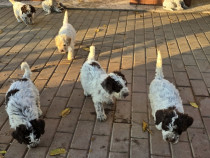 Lagotto Romagnolo