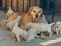 Catei, pui Golden retriever auriu