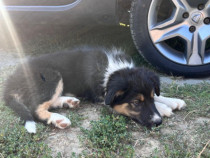 Border Collie puiuț de vânzare