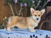 Welsh Corgi Pembroke catelusi de vanzare