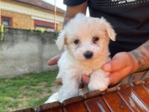 Pui bichon maltez