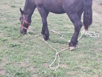 Cârlan de 1 an jumătate