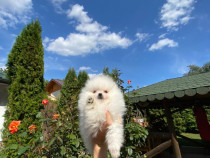 Puiuți de Pomeranian