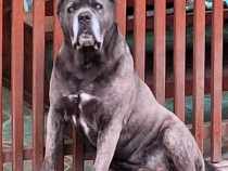 Cane Corso, pt. monta, cu pedigree si drept de reproducere