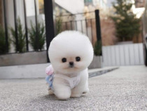 Pomeranian mini boo