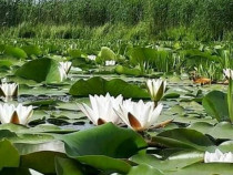 Teren intravilan Str Primaveri deschidere la lac