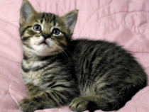 American shorthair