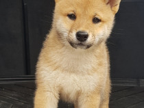 Pui shiba inu frumosi