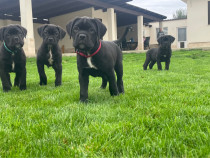 Cane corso cu pedigree