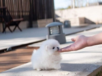 Pomeranian mini boo