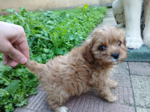 Cavapoo fetiță deosebită