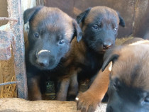 Ciobanesc Belgian Malinois