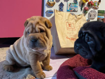 Căței rasa Shar Pei