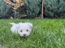 Catelusa Bichon Maltez