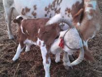 Vaca Baltata Romaneasca cu vitea