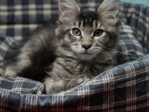 Maine coon superbi