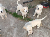 Catei labradori golden