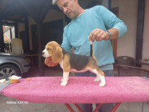 Beagle catelusi de vanzare