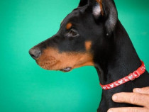 Căței Doberman de vânzare