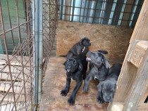 Cane corso deosebiti