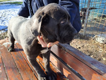 Cane corso deosebiti