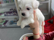 Bichon maltez toy