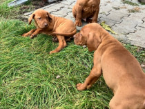 Vizsla | Viszla | Vijla maghiara