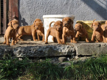 Vizsla | Viszla | Vijla maghiara