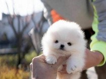 Pomeranian mini teacup