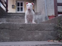 Pui bull terrier doua fetite si un baietel