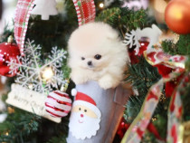 Pomeranian cel mai adorabil cadou mini boo