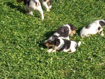 Fox terrier sârmos