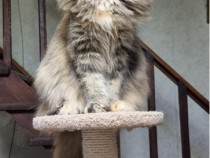 Maine coon superb