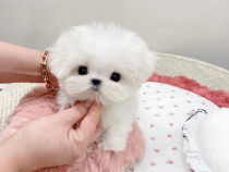 Bichon maltez mini toy