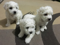 Catei Bichon Frise