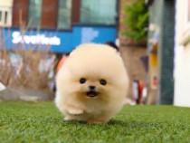 Pomeranian Boo mini