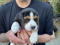 Vand pui beagle fata si baiat