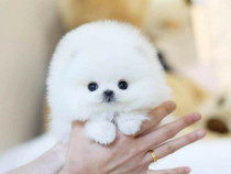 Pomeranian mini boo