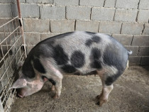 Porci de vanzare