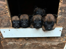 Puiuți de Ciobănesc Belgian Malinois