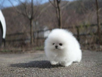 Pomeranian boo mini