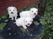 Bichon maltez, talie mica