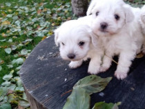 Bichon maltez, talie mica