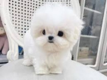 Bichon mini toy Donez