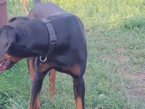 Doberman picher mascul