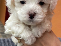 Bichoni maltese cu pedigree