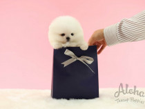 Pomeranian boo toy