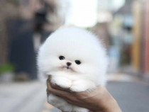 Pomeranian teeacup mini toy exemplare