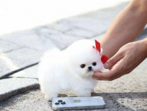 Pomeranian Ursulet mini boo